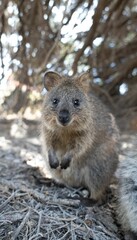 Adorable quokka standing on the ground looking at the camera