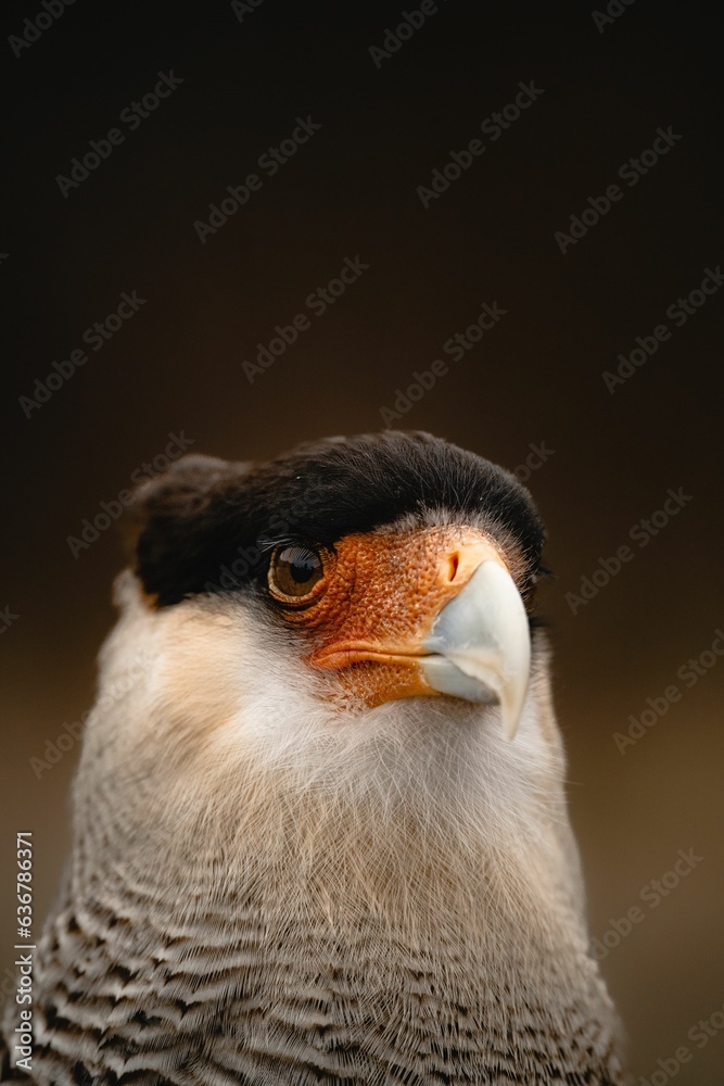 Poster Portrait of a crested caracara (Caracara plancus) on a blurred background