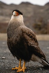 Vertical closeup of a crested caracara (Caracara plancus) perching on the ground
