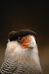 Portrait of a crested caracara (Caracara plancus) on a blurred background
