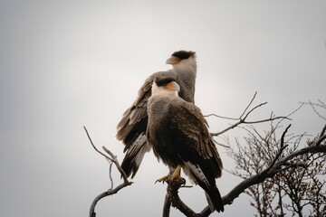 Closeup of a pair of Caracara plancus on the branches