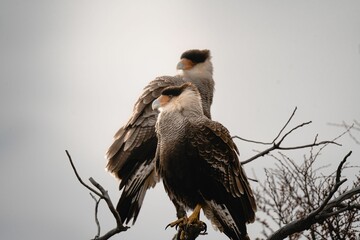 Closeup of a pair of Caracara plancus on the branches