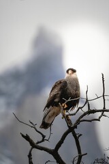 Selective focus shot of crested caracara (Caracara plancus) perched on a tree