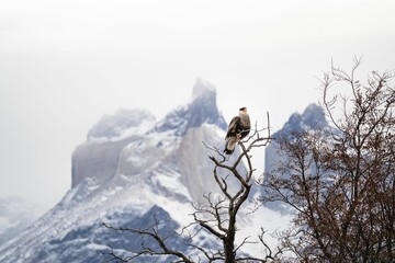 Naklejka na ściany i meble Crested caracara (Caracara plancus) perched on a tree with snowy mountains in the background