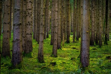 Lush green forest landscape with lush foliage, covered in mossy trees and shrubs