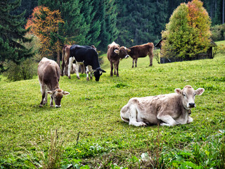 Photo of cattle grazing peacefully on a picturesque hillside in the Italian Alps