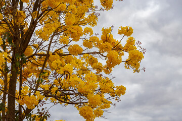 Golden trumpet tree, aka Yellow Ipe. Tabebuia Alba tree, Handroanthus albus. Brazilian ipê