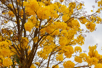 Golden trumpet tree, aka Yellow Ipe. Tabebuia Alba tree, Handroanthus albus. Brazilian ipê