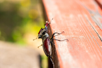 Brown stag beetle Lucanus cervus, the largest european beetle