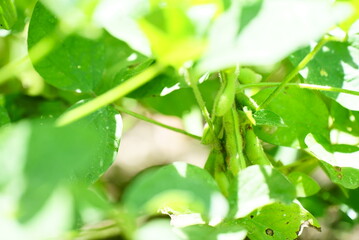 実る美味しい枝豆