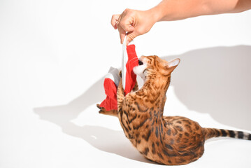 Bengal cat plays with red Santa Claus hat on white background, studio shooting. Christmas time festive cover with pet