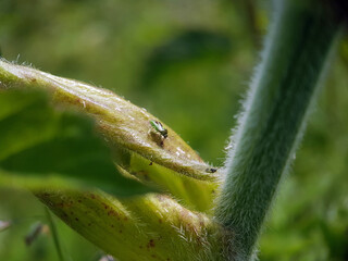 Plant bug on leaf