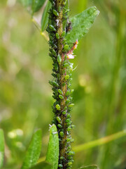 Aphid on leaf