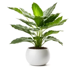 Fotobehang vase decoration plant planted in a pot on a white png background  © Omarok1