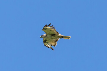 飛翔するノスリ