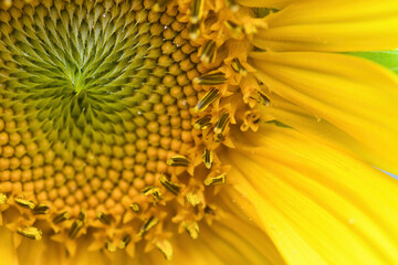sunflower close up