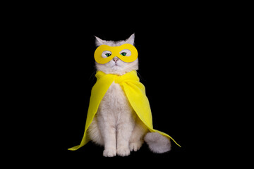 Adorable white cat in a yellow superhero costume, sits on black background