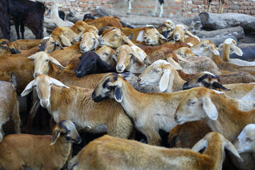 Group of Goats
