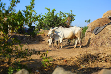 cows in the field