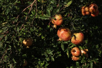 Pomegranate fruits on a branch, growing, pomegranate tree, garden, farm, nature, gardening, summer