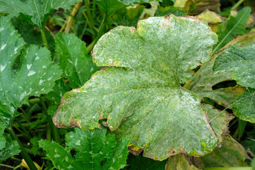 White coating on the leaves of zucchini in the open field. Powdery mildew on squash. Diseases of...