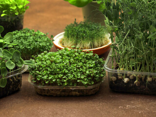 Growing microgreens at home. Small containers with small broccoli sprouts. the concept of healthy eating and growing greenery at home, cityferm. Green living concept. Organic micro greens food basil.