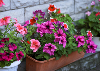 Fototapeta na wymiar Pink petunia flowers. Flowerbed with blooming petunias after a rain close-up. dark pink pikoti petunias with a white border around the edge of the petals. big bush petunias in the pot