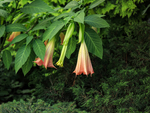 Brugmansia named angels trumpet or Datura flower blossom in a garden.Tropical flower Brugmansia Candida Grand Marnier. Angels Trumpets Flowers