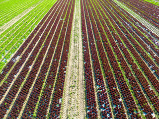 Luftbild von Salat auf einem Feld