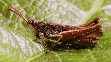 Braune Heuschrecke