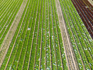 Luftbild von Salat auf einem Feld - 636793572