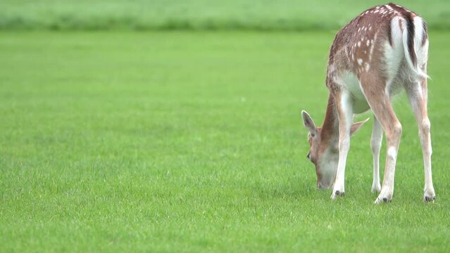 Cerf en libert&eacute; qui mange de l'herbe verte dans le parc Phoenix &agrave; Dublin en Irlande