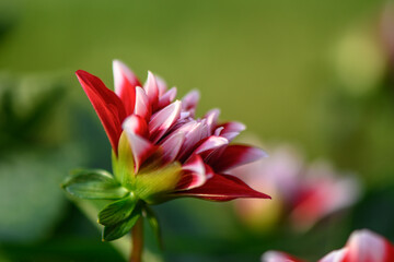 beautiful dahlias on a beautiful green background 5