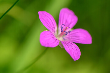 red wild flower on a beautiful green background 4