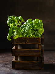 green basil in a wooden box