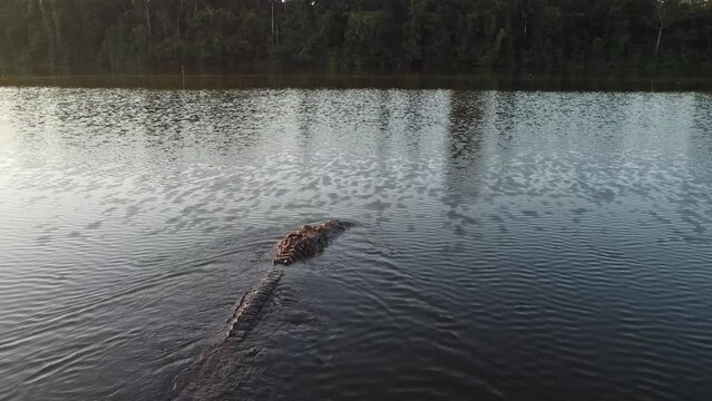aerial view following a caiman swimming in a lake - Per&uacute; Madre de Dios - Puerto Maldonado