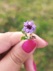 Fototapeta na wymiar flower in hand