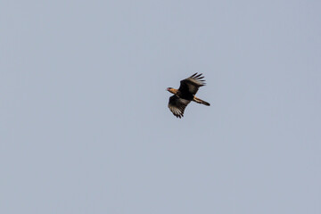 Crested Caracara also know as  Carcara or Carancho flying to hunt. Species Caracara plancus. Animal world. Bird lover. Birdwatching.