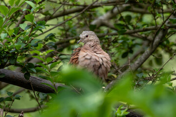 A ruddy ground-dove perched on a branch under rain. It is a small tropical dove from Brazil and South American as know as Rolinha. Species Columbina talpacoti. Animal world. Birdwatching. Birding.