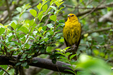 A male of Saffron Finch also known as Canario or Chirigue Azafranado under rain. Species Sicalis flaveola. Birdwatcher. Bird lover. Birding. Yellowbird.
