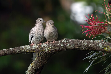 A couple of Scaled Dove also know as Rolinha perched on the branch. Species Columbina squammata. bird lover. Birdwatching. Birding. Animal world.