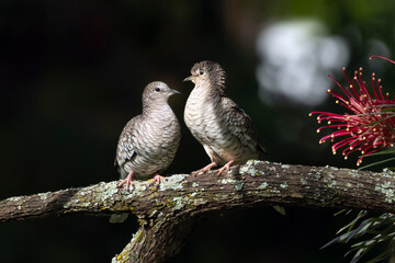 A couple of Scaled Dove also know as Rolinha dating perched on the branch. Species Columbina squammata. bird lover. Birdwatching. Birding. Animal world.