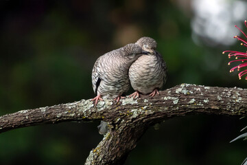 A couple of Scaled Dove also know as Rolinha dating perched on the branch. Species Columbina squammata. bird lover. Birdwatching. Birding. Animal world.