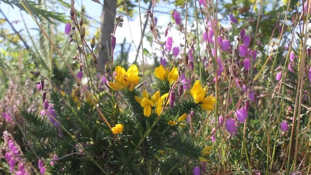 wild flowers in the mountains