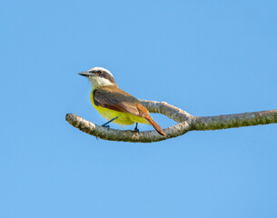 A Great Kiskadee is perched in a tree dis[playing it's gorgeous coloration.