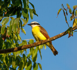 A Great Kiskadee is perched in a tree dis[playing it's gorgeous coloration.