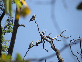 A beautiful couple of collared falcon Falco femoralis perched on the treetop