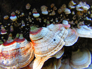 Several Stereum mushrooms on a dead tree trunk