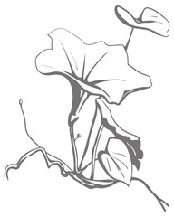 illustration of an flower