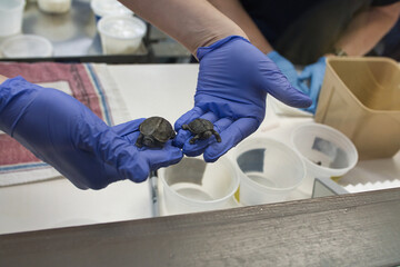 close up of baby sea turtles in veterinary hospital, being held by worker with medical gloves on hand.